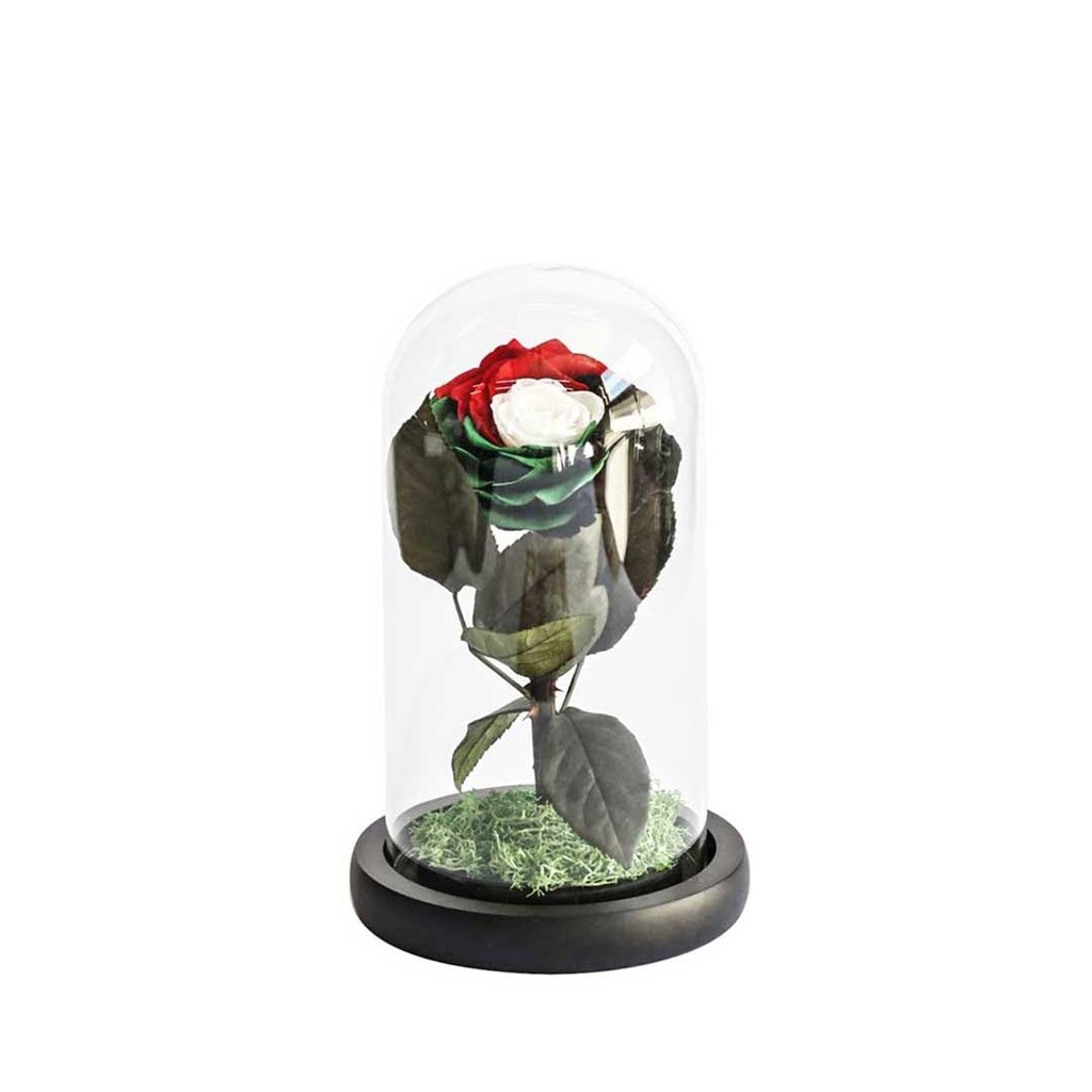 Preserved Flower UAE-33