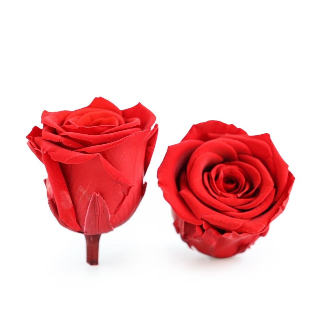 Preserved Flower FLW-389-A